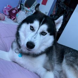 Siberian Huskies from Patton Huskies