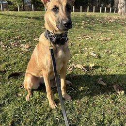 Purple Collar - Dutch Shepherd puppy from Level Up K9