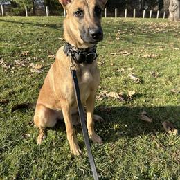Purple Collar - Dutch Shepherd puppy from Level Up K9