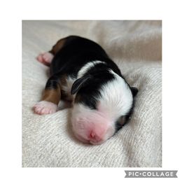 Boots - Tri-color male Bernedoodle puppy in Hillsboro, Oregon from Myt fine doodles