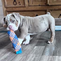 Sasha - Fawn and white female Olde English Bulldogge puppy in Camdenton, Missouri from Mule Pool Olde English Bulldogges