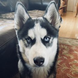 Kaia - Siberian Husky