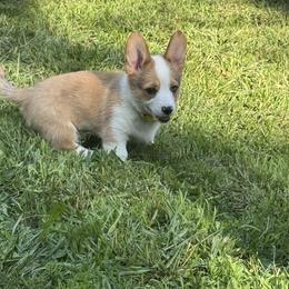 Pembroke Welsh Corgi Puppies from Ruidoso's Crowned Companions