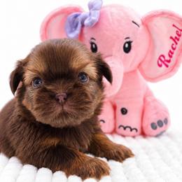 Rachel - Liver female Shih Tzu puppy in Richmond, Texas from Aleka Shih Tzu