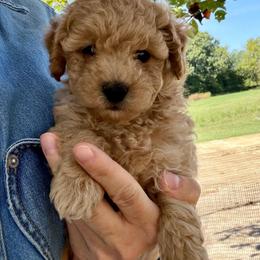 Penelope - Apricot female Maltipoo puppy in Charles City, Virginia from Historic triangle doodles