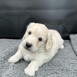 Larry - Piebald male Dachshund puppy in Saginaw, Texas from Saginaw Dachshunds