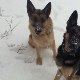 German Shepherds from Thelma Kraut