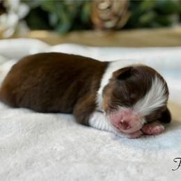 Flame - Red tri-color female Australian Shepherd puppy in Murrayville, Georgia from Mountain Ridge Aussies