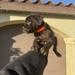 Cane Corso Puppies from ThinLine Cane Corso