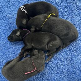 Opal (Yellow) - Black female Belgian Sheepdog puppy in Franklin, West Virginia from Wildmour K9