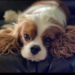 Cavalier King Charles Spaniel and Havanese Puppies from Harlequin Havanese