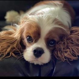 Cavalier King Charles Spaniel and Havanese Puppies from Harlequin Havanese