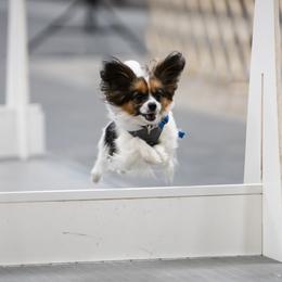 Border Collies and Papillons from Evolution Sport Dogs