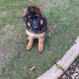 German Shepherd All Grown Up from Mächtiger Barkerheim German Shepherds