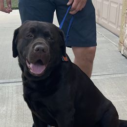 Altas - Labrador Retriever