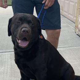 Altas - Labrador Retriever
