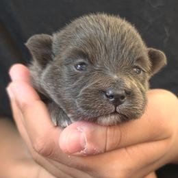 Lil Blu - Blue male Pomeranian puppy in Mays Landing, New Jersey from KB Pom Pups