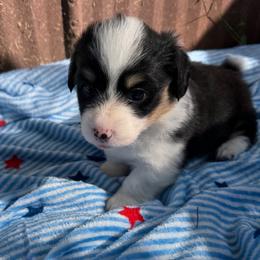 Liberty - Black and tan female Pembroke Welsh Corgi puppy in Bloomfield, Iowa from Beebe’s Corgis & Doxies