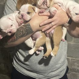 Bulldog Puppies from Pitts Kennel