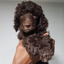 Tamale - Brown female Poodle puppy in Dover, Delaware from Dogtastic Poodles