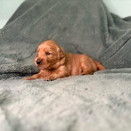 Disco - Gold collar - Dark golden female Golden Retriever puppy in Eustis, Florida from Earley Goldens