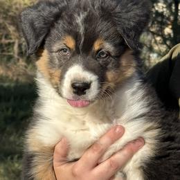 Australian Shepherd Puppies from WyoWinds Australian Shepherds