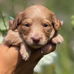 Half Russian Female 4000 - Red female Dachshund puppy in North Branch, Michigan from Monarch Miniature Dachshunds