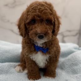 Ranger - Red  male Goldendoodle puppy in Kansas City, Kansas from Bella & Ivy’s Mini Goldendoodles of KC