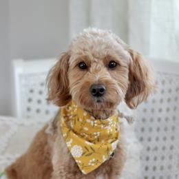 Remi - Goldendoodle