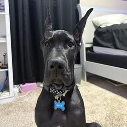 Great Dane Puppies from Noctua Kennels