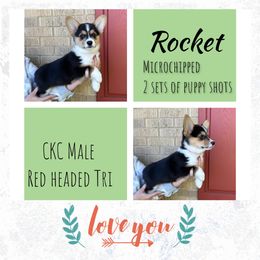 Boy 2 - Black and tan Pembroke Welsh Corgi puppy in Athens, Alabama from Southern Sass Corgis