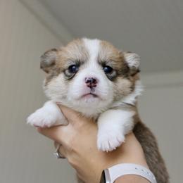 Pembroke Welsh Corgi Puppies from BW Corgis