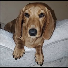 Retta - Dachshund