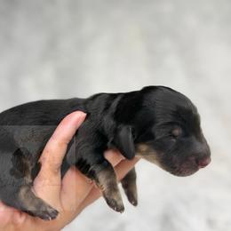 Felix - Black and cream male Dachshund puppy in Goodyear, Arizona from D&C Royal Dachshunds LLC