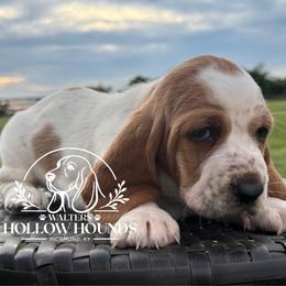 Dixie - Red and white female Basset Hound puppy in Richmond, Kentucky from Walters Hollow Hounds