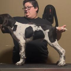 German Wirehaired Pointer puppies from Jagged Edge German Wirehaired Versatility Dogs