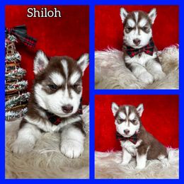 Shiloh - Red and white male Siberian Husky puppy in Parma, Ohio from Sirius Siberian Huskies