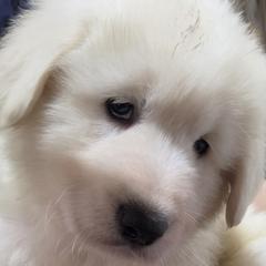 Boy 3 - White male Maremma Sheepdog puppy in Pocatello, Idaho from The Ewe Crew Homestead LLC