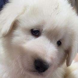 Boy 3 - White male Maremma Sheepdog puppy in Pocatello, Idaho from The Ewe Crew Homestead LLC