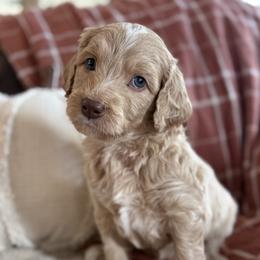 Wilson Family's Putter - Cream male Goldendoodle puppy in Norman, Oklahoma from Wilson Family Companions