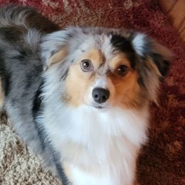 Maggie - Miniature Australian Shepherd