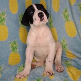 Piebald girl aka less spots - Harlequin female Great Dane puppy in New Jersey from White Pine Acres K9