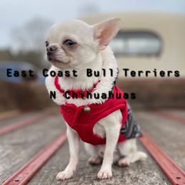 Charming - Chihuahua