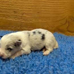 AKC Blue Merle Girl 1 - Blue merle female Border Collie puppy in Noble, Oklahoma from CheckItOut Border Collies