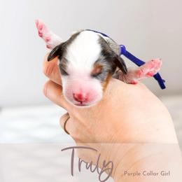 Truly - Blue merle female Bernedoodle puppy in Mahomet, Illinois from Jordan Family Doodles