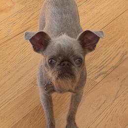 Anakin - Brussels Griffon