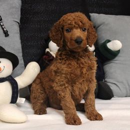 Poodle Puppies from Raspberry Woods Standard Poodles