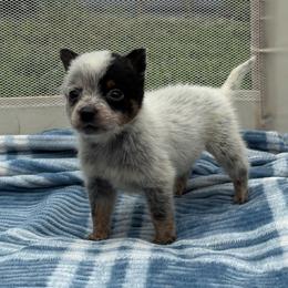 Marigold - Blue mottled female Australian Cattle Dog puppy in Seneca, Missouri from MO Morningstar Heelers