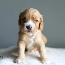 Oak - Red male Cockapoo puppy in Canastota, New York from Silver City Cockapoos