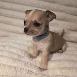 Bear - Fawn male Chihuahua puppy in Jacksonville, Florida from Precious Paws of Florida - Chihuahuas